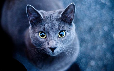 Wallpaper Cat Blue Carrotapp