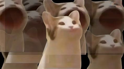 Bop Cat Meme Tiktok Compilation 1 Youtube