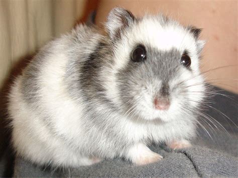 Information About Winter White Dwarf Hamster Care And