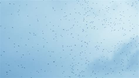 Gnats Cloud Swarming In Front Of Blue Sky Stock Footage Videohive