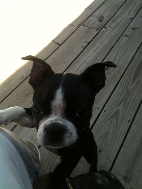Bostin Terriers Are The Best Dogs You Could Own Boston Terriers