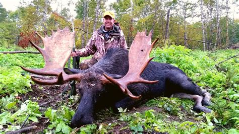 How To Hunt Moose In Maine Worldwide Trophy Adventures