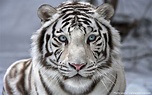 Interesting facts about white tigers | Just Fun Facts