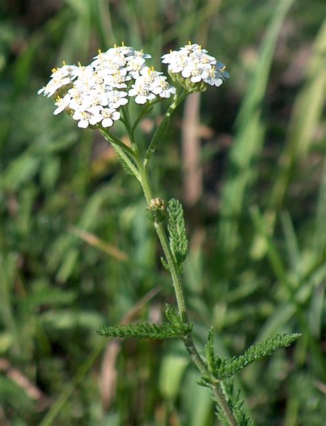 https://es.wikipedia.org/wiki/Achillea