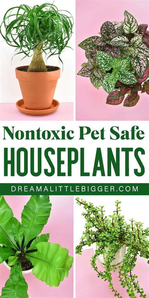 25 good looking houseplants safe for cats (with pictures). Nontoxic Houseplants Safe for Cats and Dogs | Houseplants ...