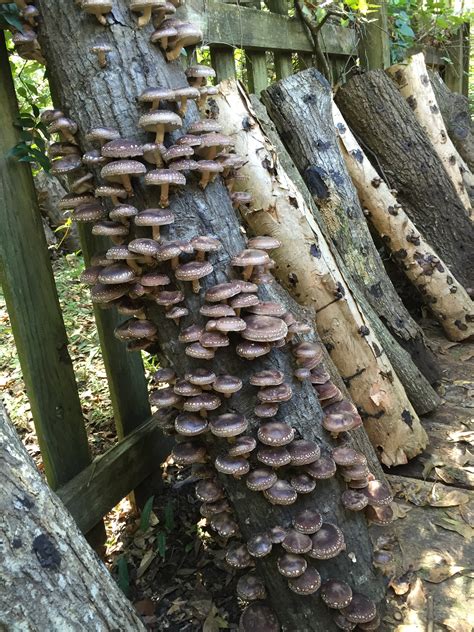 15 Easy Growing Shiitake Mushrooms On Logs How To Make Perfect Recipes