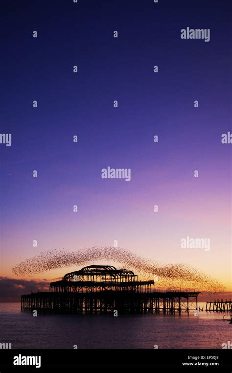 West Pier Brighton At Sunset With Starlings Stock Photo Alamy