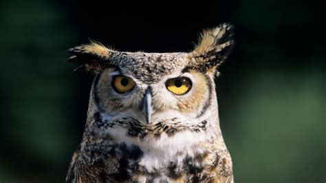 How Can Owls Rotate Their Heads 270 Degrees Without Dying Mental Floss