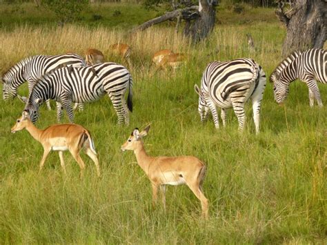 Animals In Chobe National Park Botswana Photorator