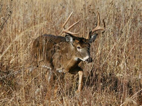 Whitetail Buck In Grassy Field Stock Image Image Of Grass Wildlife