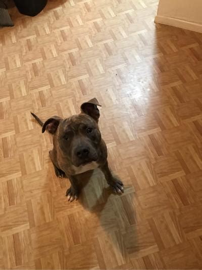 It has a lot of stamina and makes a good watchdog. Pit bull puppy for sale in Dallas, TX - 5miles: Buy and Sell