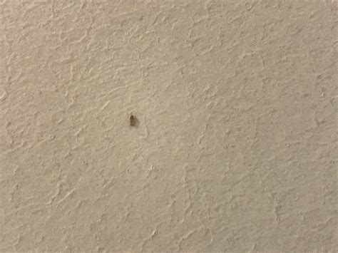 Tiny White Bugs On Walls And Ceiling