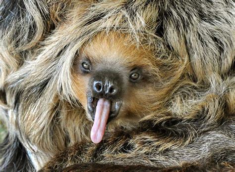 Baby Sloth Sloths Funny Sloth Facts