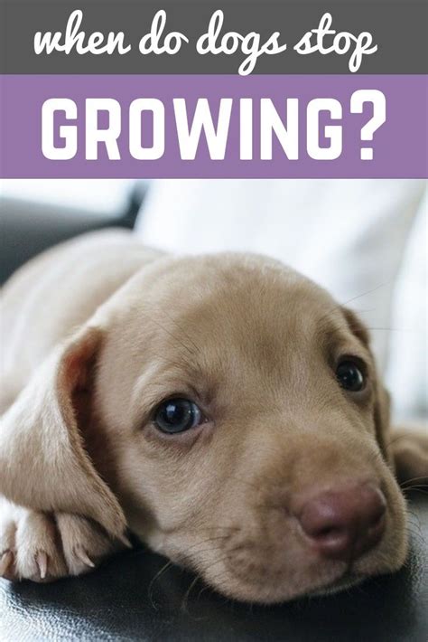 If you've recently brought home a new furry friend, you may wonder when do cats stop growing? When Do Dogs Stop Growing? Understanding Your Pup's Final ...