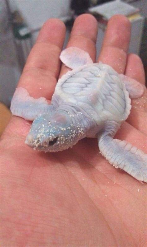 Albino Sea Turtle Cute Little Animals Cute Baby Animals