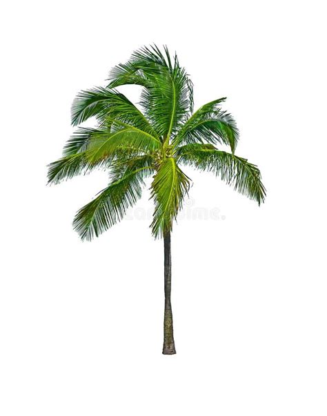 Palm Tree Isolated On White Stock Photo Image Of Garden Botany 12714432