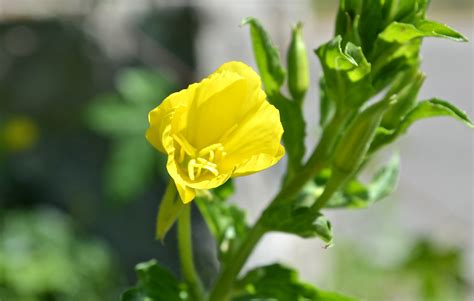 Common Evening Primrose Watching For Wildflowerswatching For Wildflowers