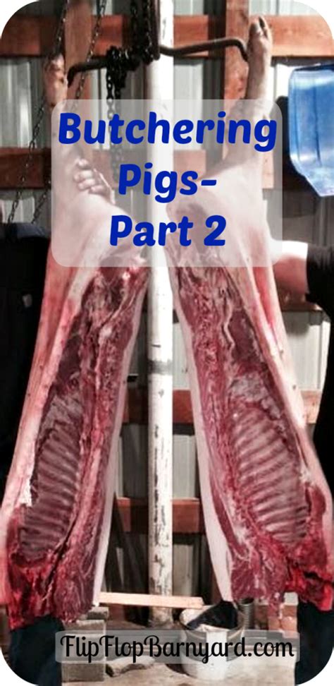 Butchering Pigs Part 2 The Flip Flop Barnyard