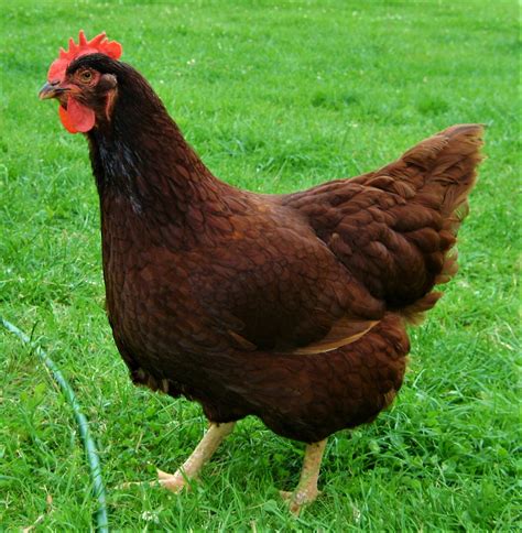 The Rhode Island Red Chicken Breed Backyard Chickens Learn How To Raise Chickens