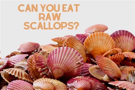 Can You Eat Raw Scallops If Yes How Here We Go