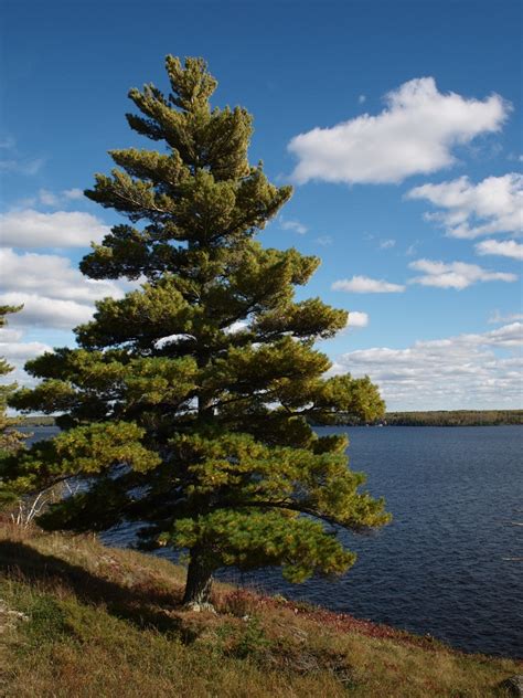 How To Kill Pine Trees Fast - Pine Beetles: The Tiny Pests That Can Kill Large Trees