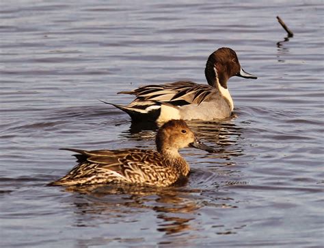Pintails In Staten Island Nature On The Edge Of New York City