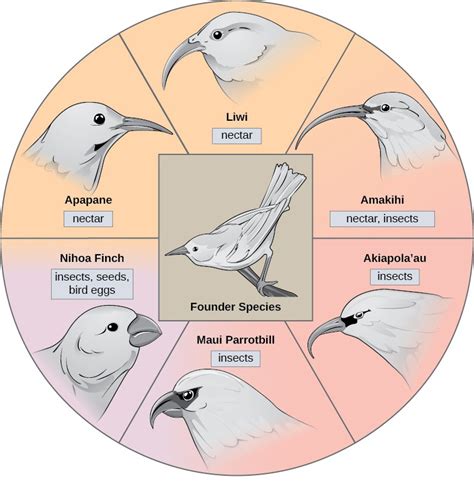 Speciation Openstax Concepts Of Biology
