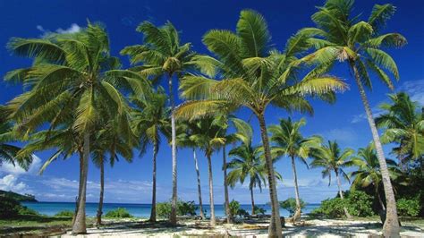 Here you can find the best palm tree wallpapers uploaded by our community. Palm Tree Wallpapers - Wallpaper Cave