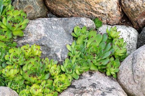39 Plants That Grow On Rocks Without Soil