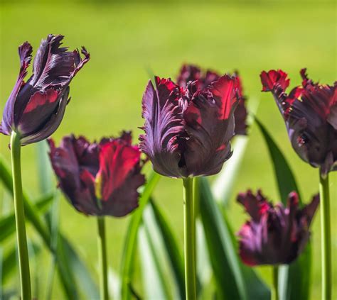 Tulipa Black Parrot Parkiet 12 Stk Blomsterløk Av Tulipan Fra Baltus