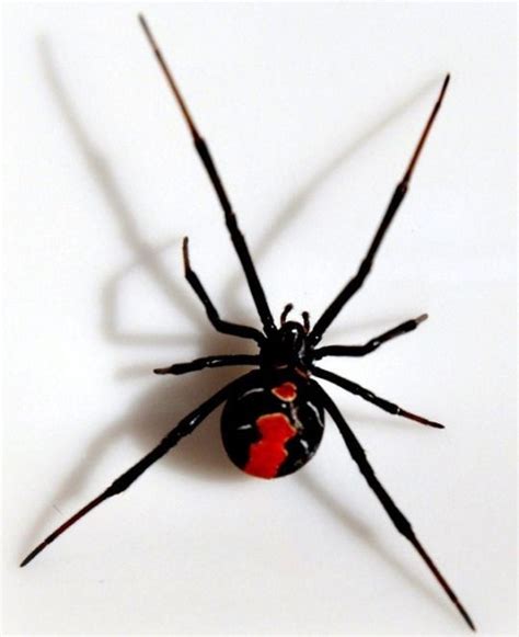 Slipping in some technological enhancements along with her biological ones, the black widow program did do you know anything about the mysterious s.h.i.e.l.d agent that we don't? Which spider is more deadly, a black widow or a red back ...