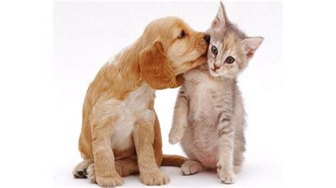 Cute Dog And Cat Wallpaper Pixelstalknet