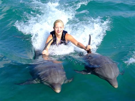 Dolphin Cove Experience