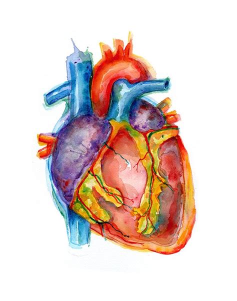Vibrant Anatomical Heart Watercolor Art Print Anatomy Art Etsy