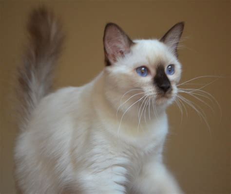 Baliwest Sold Adorable Seal Point Balinesesiamese Male