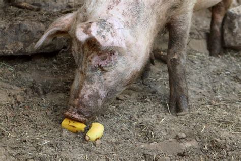Can Pigs Eat Bananas Is It Safe The Homesteading Hippy