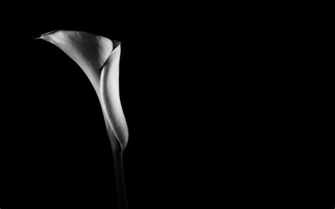 Calla Lily Android Iphone Desktop Hd Backgrounds Wallpapers