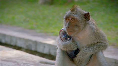 Learned Behavior And Culture In Thieving Macaque Monkeys Pbs