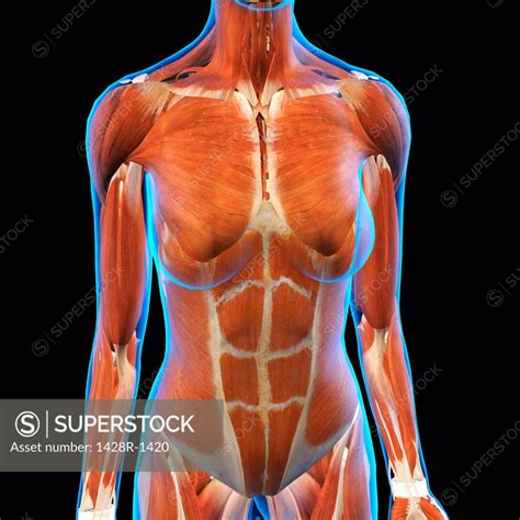 Front View Of Female Chest And Abdominal Muscles Anatomy In Blue X Ray Outline Full Color D