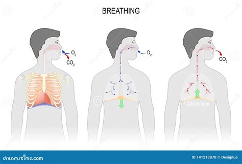 Cycle Of Breathing Inspiration And Expiration Respiratory System