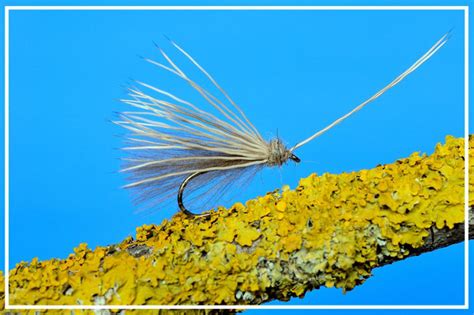 Silver Sedge Sedge And Mayfly Il Piacere Della Pesca A Mosca