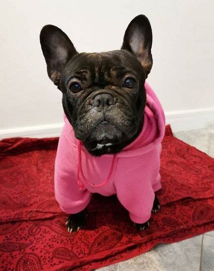 15 Reasons Why You Should Never Own French Bulldogs Petpress French