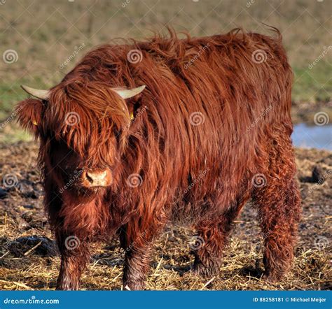 Highland Cattle Calf Stock Image Image Of Detail Field 88258181
