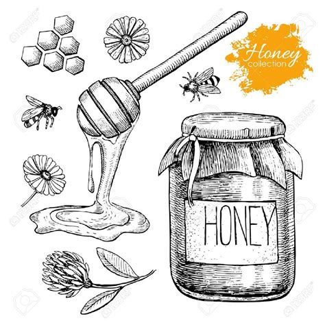 Vector Honey Set Vintage Hand Drawn Illustration Engraved Honey