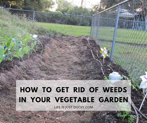 12 Best Ways To Get Rid Of Weeds In Your Garden Naturally Life Is