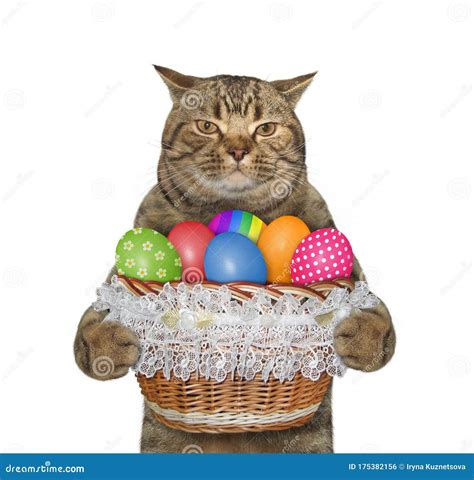 Cat With Basket Of Easter Eggs Stock Photo Image Of Closeup Isolated