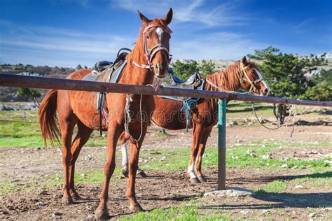 Two Saddled Red Horses Stand Near Fence Stock Image Image Of Nature