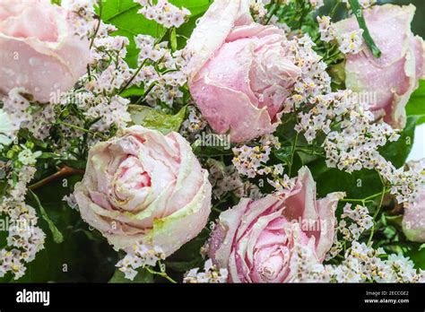Pink Snow Roses Stock Photo Alamy