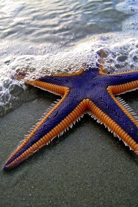 19 Bizarre And Beautiful Starfish Species Ocean Life