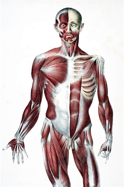 Stephen w leslie, md, facs. Front Of The Male Human Body Showing Drawing by Vintage Design Pics